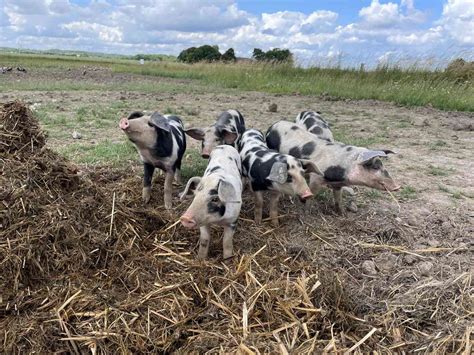 Hog Farm Facilities