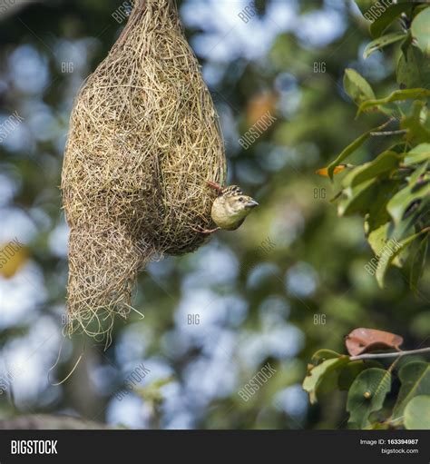 Baya Weaver Nest Image Photo Free Trial Bigstock