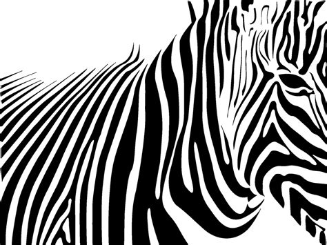 Zebra Print wallpaper | 1024x768 | #46776