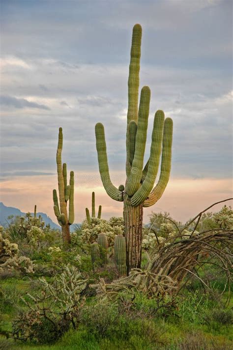 Desert Cactus stock photo. Image of southwestern, stormy - 1237100