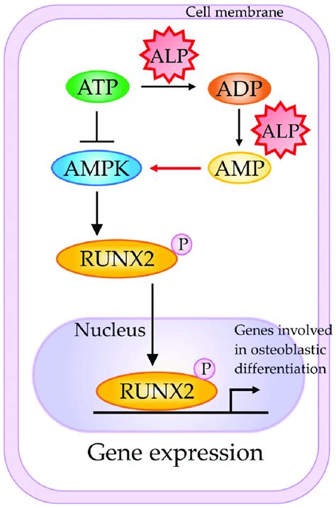 A Schematic Representation Of The Molecular Mechanism Underlying