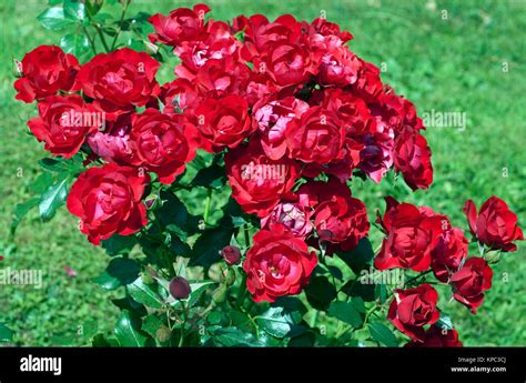 Beetrose Black Forest Rose Stock Photo Alamy