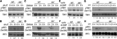 Btk Deficiency Impairs Sting Mediated Tbk And Irf Activation