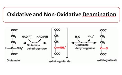 Oxidative Deamination Microbiology Notes