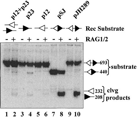 The V D J Recombinase Efficiently Cleaves And Transposes Signal Joints