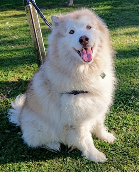 Bo Large Male Alaskan Malamute Mix Dog In Qld Petrescue