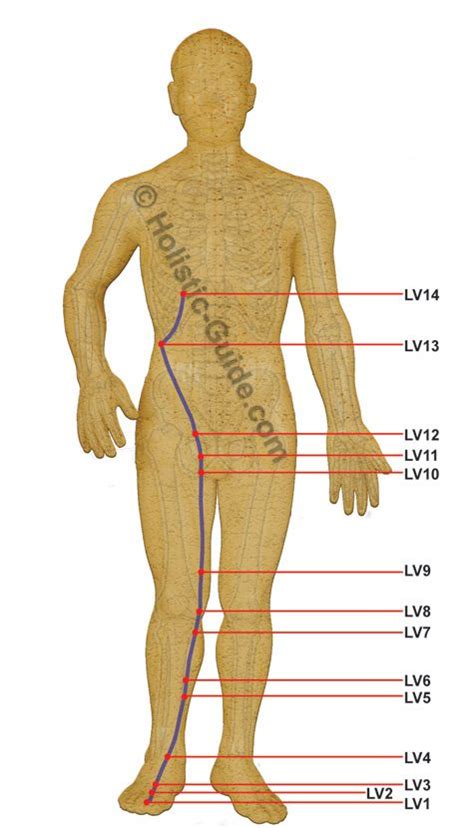 Liver Meridian Acupuncture Points Meridian Acupuncture Holistic