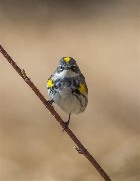 Paruline à croupion jaune Yellow rumped Warbler Source G Marie