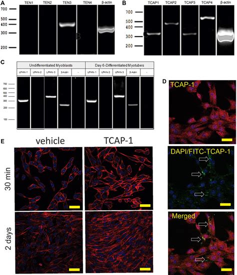 Frontiers Skeletal Muscle Metabolism And Contraction Performance