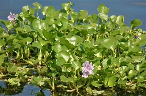 Medicinal Benefits Of Water Hyacinth