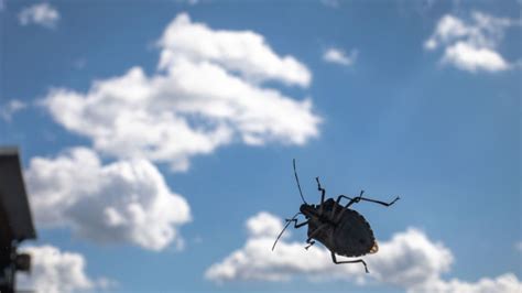 How To Get Rid Of Stinkbugs Naturally