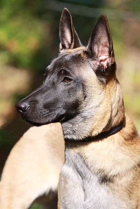 Belgian Mallinois Smiling Dogs Belgium Malinois Belgian Malinois Dog