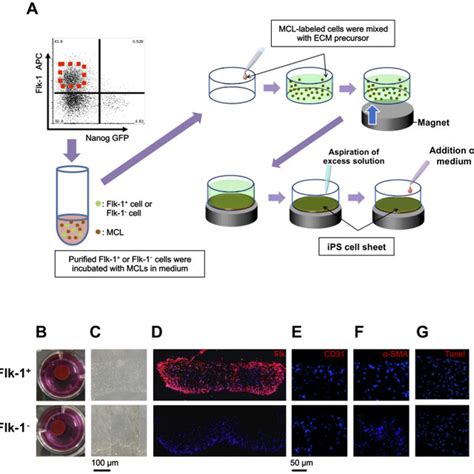 A Procedure For Construction Of Ips Cell Derived Cell Sheet After