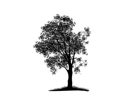 Black Branch Tree Or Naked Trees Silhouettes Hand Drawn Isolated