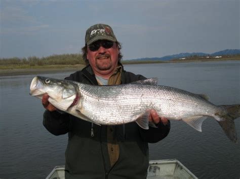 Alaska Sheefish