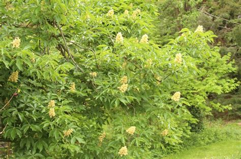 buckeye tree | Buckeye tree, Flower garden, Garden