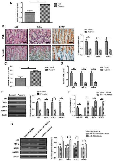 Puerarin regulated miR 155 3p mediated p53 TNF α STAT1 signaling in