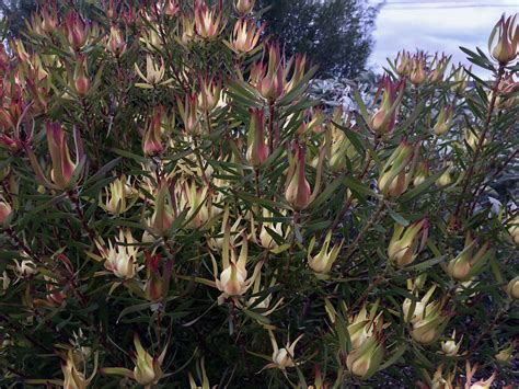 Leucadendron Salignum Blush In December Entireleaves Flickr