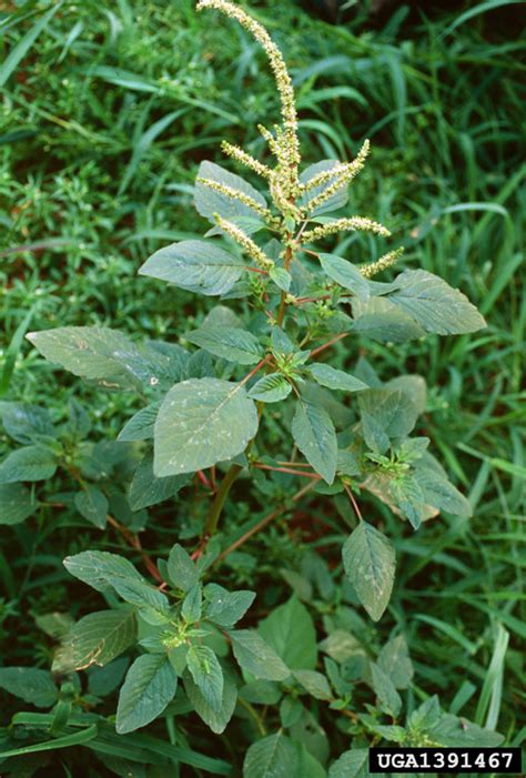 Spiny Amaranth Amaranthus Spinosus L