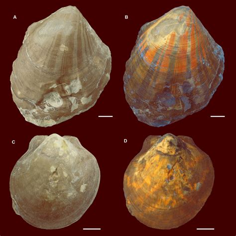 240 Million-year-Old Seashells Glows Under UV Light, Revealing