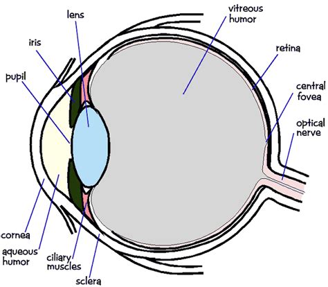 Human Eye Diagram With Rods And Cones