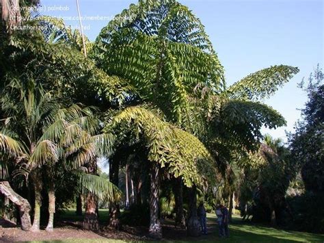 Plantfiles Pictures Caryota Species Giant Fishtail Palm Mountain