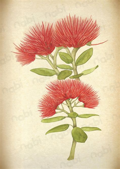 Pohutukawa Tree - Etsy