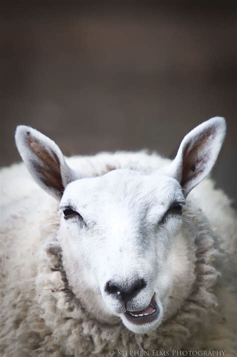 Smiling Sheep Cute Animals Animals Friends Animals