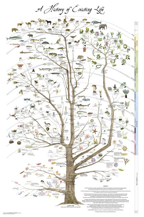 A History Of Existing Life — Fairhope Graphics Evolutionary Trees