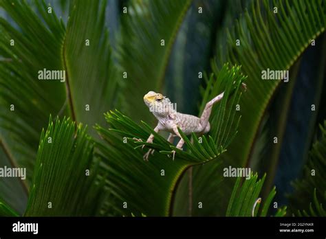 Close Up Of An Indian Garden Lizard Calotes Versicolor Posing On A