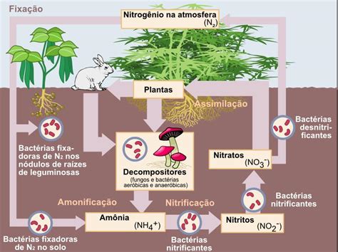 Amantes da Biologia Prof Alan Calvet Quanto você sabe sobre o