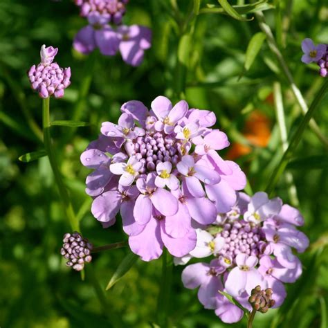 Candytuft Gibraltar Seeds The Seed Collection