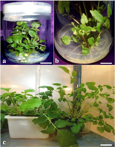 Growth Rooting And Ex Vitro Acclimatization Of In Vitro Derived