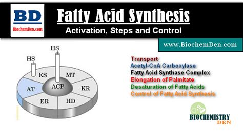 Fatty Acid Synthesis Activation Steps And Control