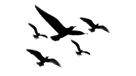 Black Flying Birds Silhouette Design, Flying Birds, Flying Birds Vector ...