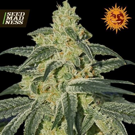 Afghan Hash Plant Regular Seeds Barneys Farm Strain