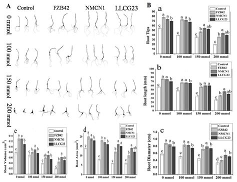 Salt Tolerant Bacillus Strains Improve Plant Growth Traits and
