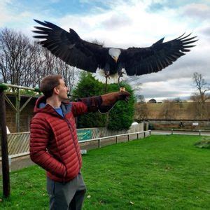 Full Day Birds Of Prey Experience Thirsk Birds Of Prey Centre