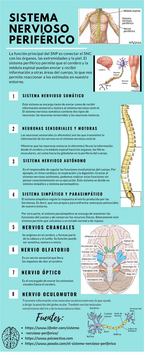 Sistema Nervioso Periferico S I S T E M A N E R V I O S O S O M T