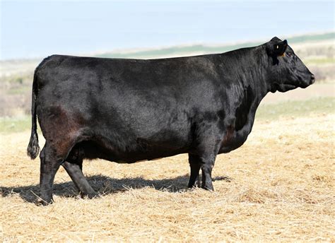 Angus Embryos For Sale Sb10 3123 Sire Buyer