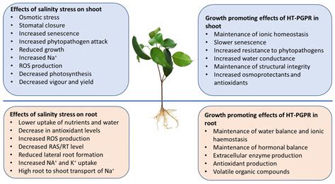 Agriculture Free Full Text Role Of Halotolerant Plant Growth