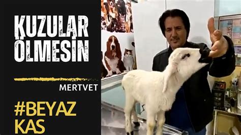 Kuzular Lmesin Hayvanc L K Sheep Koyunculuk Youtube