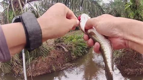 CASTING GABUS ENGGA SENGAJA NEMU PARIT SARANGNYA IKAN GABUS MANCING