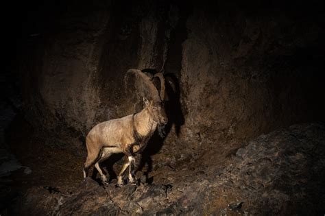 Premium Photo | Wild bezoar goat in the nature habitat bezoar ibex ...