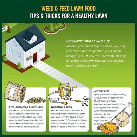 When To Weed And Feed Your Lawn Things To Know Best Time