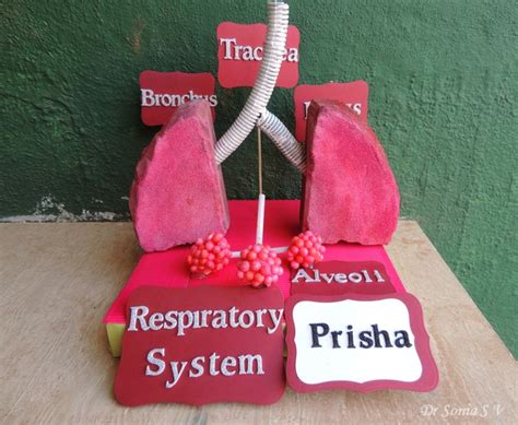 Respiratory System 3D Model Project