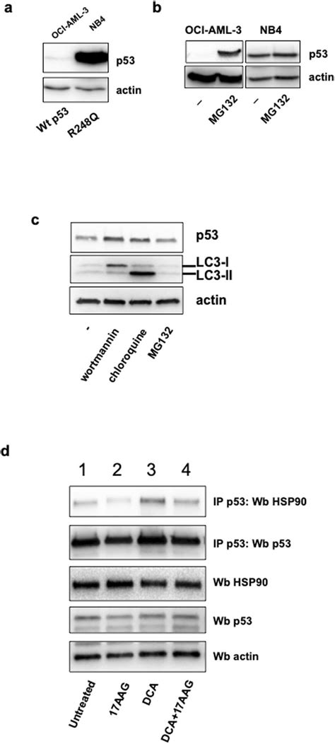 Different Mechanisms Control Wild Type And Mutant P Stabilities A