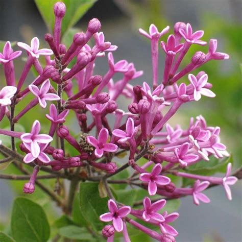 Syringa Bloomerang Dark Purple L Coolings Garden Centre