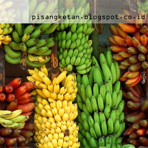 Mengenal 6 Jenis Buah Pisang Nusantara Aneka Resep Pisang Dan Ketan