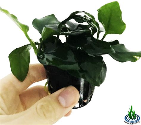 Greenpro Anubias Nana Thick Leaf Potted Live Aquarium Plant Etsy